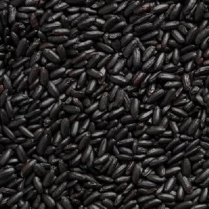 Fresh Natural Black Rice