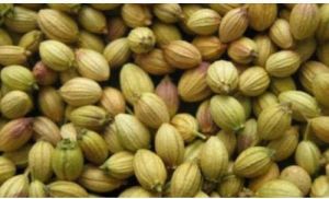 Organic Green Coriander Seeds, For Agriculture, Cooking