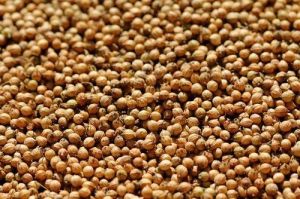 Organic Raw Coriander Seeds, For Cooking