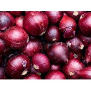 Fresh Pure Onion
