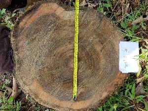 Teak Logs Girth 70-139 cms