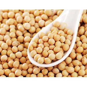 High Quality Soybean Seeds