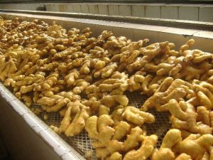 Common fresh ginger, Packaging Type : Gunny Bags, Jute Bags