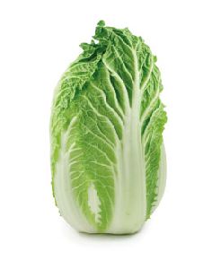 Fresh Napa Cabbage