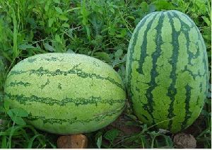 Hybrid Watermelon