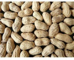 Whole Groundnut