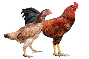 Live Nattu Koli Chicken