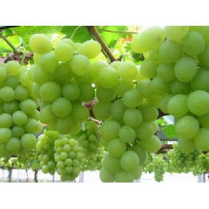 fresh grapes