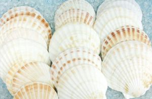 Dried Scallop Shell