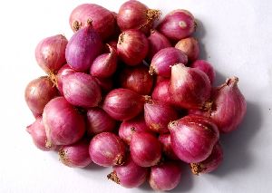 Red Shallot Onion