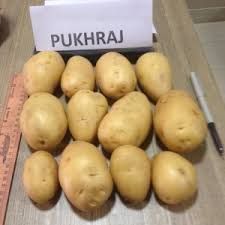 pukhraj potato