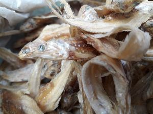 Dried Gangetic Hairfin Anchovy