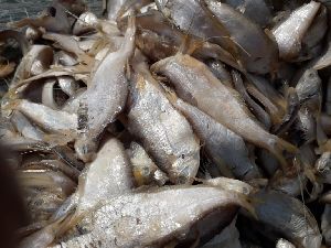 Dried Phasa Fish