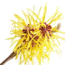 Witch Hazel-Natural