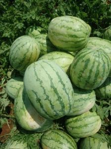 Ruby Agroventure Water Melon - Namdhari, Packaging Size : 20-25kg