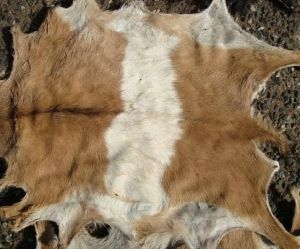 Raw goat skins