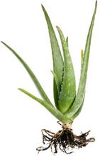 Aloe Vera Planting Material