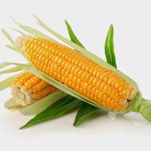 Natural Maize Yellow Corn
