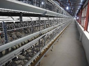 Layer Pullet Battery Cage