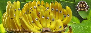 cavendish banana