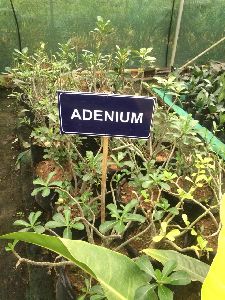 adenium plant