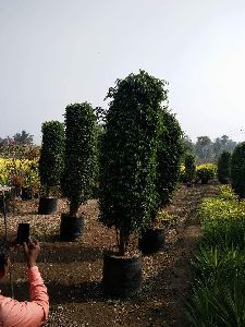 Black Ficus Plant