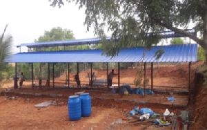 Dairy Open Type Shed Construction Services