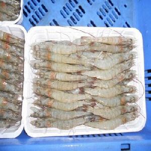Frozen fresh penaeus white vannamei shrimp