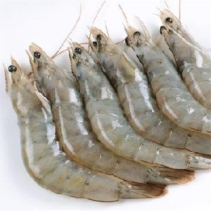 Frozen White Vannamei Shrimp