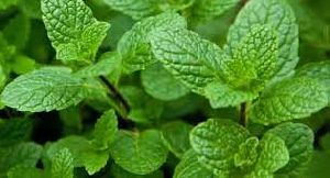 Mint Leaves