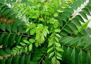 Curry Tree Plant Meetha Neem