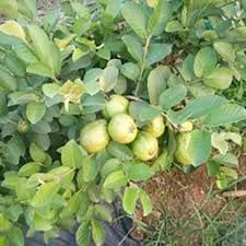 Guava Tissue Cultured Plant