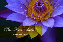 Pure Blue Lotus Absolute Oil