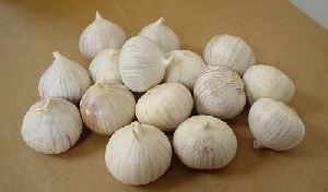 Medium Garlic