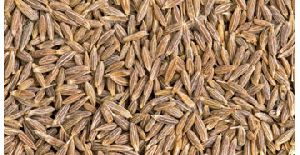 cumin seed