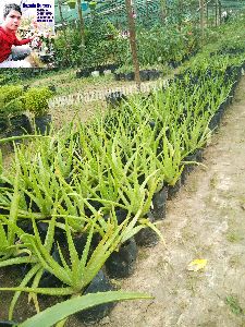 Aloe Vera Green Plant
