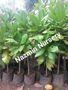 Cashew Nut Plant