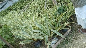 Farkeliya Plant