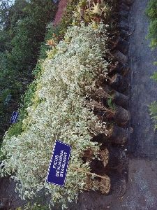 Ficus Benjamin Starlight Plant