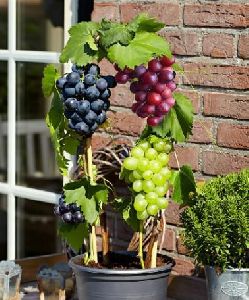 Grape Vines Plant