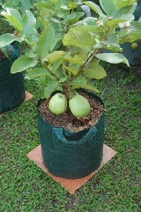Guava VNR Plant