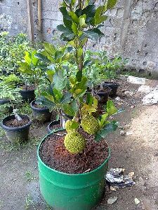 Jack Fruit Plant