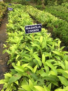 magnolia champaca plant