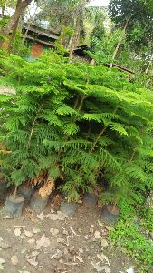 Pine Australian Tree