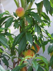 Tropic Snow Peach Plant