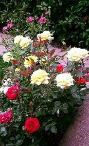 White Rose Plants