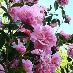 Camellia Flower Oil