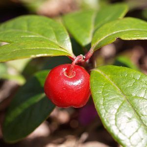 Wintergreen Oil