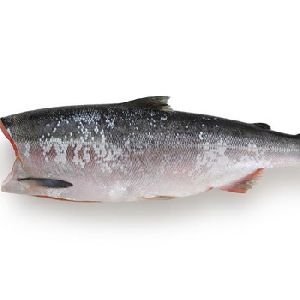 Fresh Atlantic Salmon fillet, HG Chum Salmon