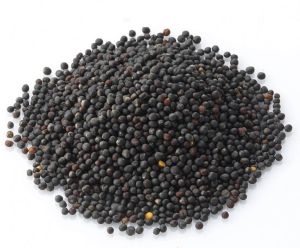 Common Rape Seeds, Packaging Type : Black, Brown, Green, Grey